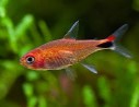 Tetra rubi — 2